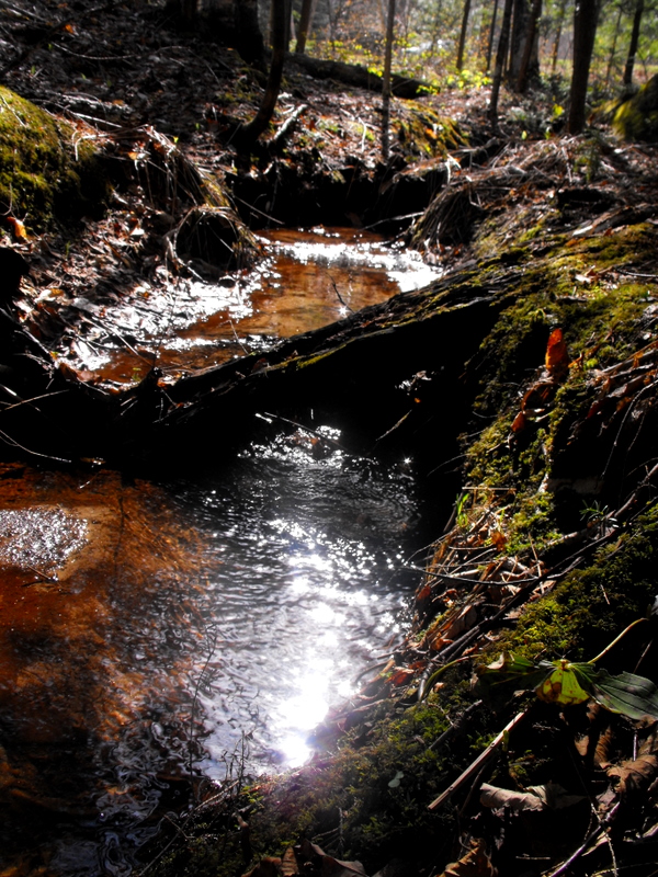 Fairy Watering Hole