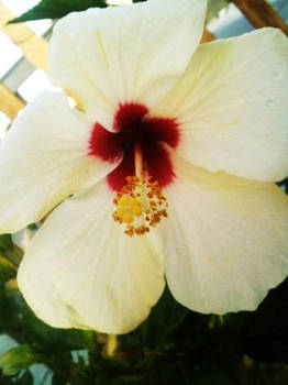 hibiscus