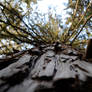 Climbing Pine