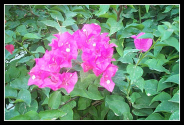 Purple Leaves White Flowers