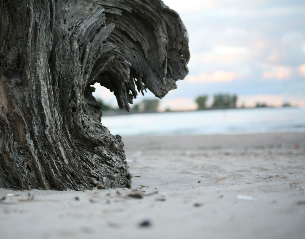 Driftwood