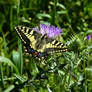 Papilio Machaon, swallowtail