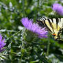 Scarce Swallowtail Feeding