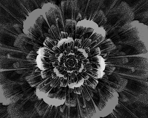 Black and White Bloom