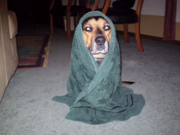 Jedi dog