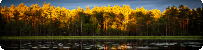 Forest | Divider #1 by Snow-Arrows on DeviantArt