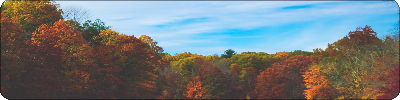 Forest | Divider #2 by Snow-Arrows on DeviantArt