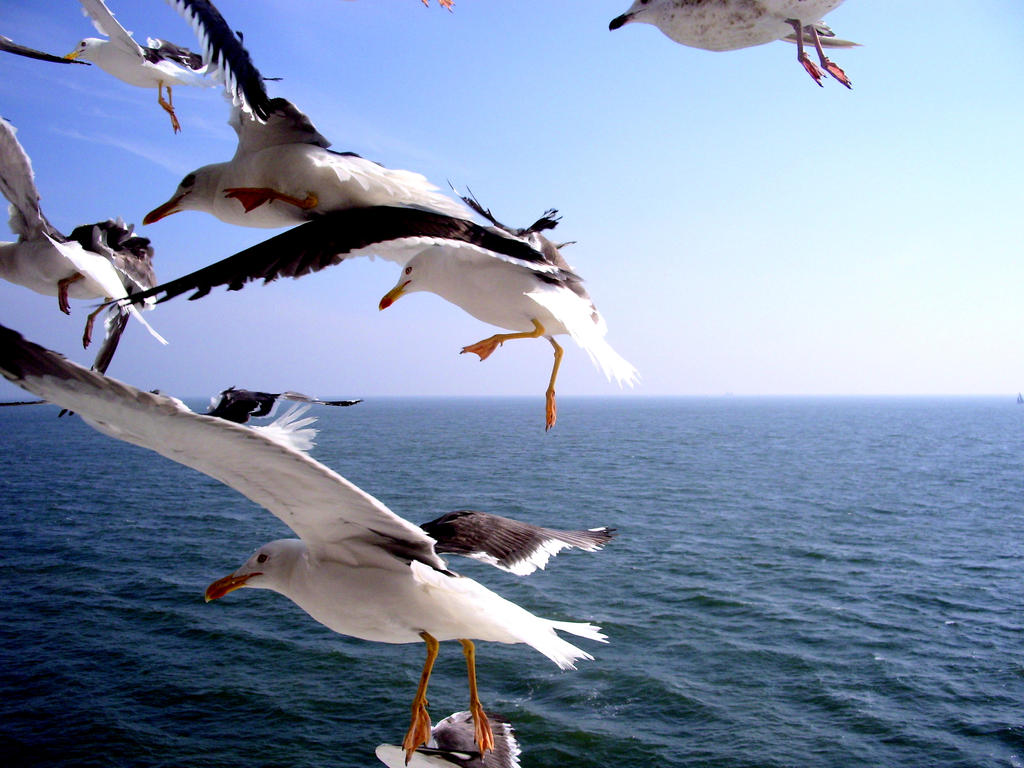 Dutch Seagulls