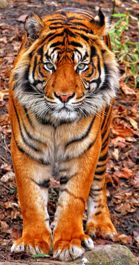 Sumatran Tiger