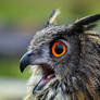 eagle owl_XXIV