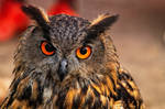 eagle owl_XXVI by TTH1406