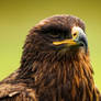 steppe eagle