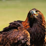 golden eagle