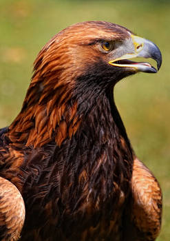 portrait of an eagle_III