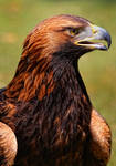 portrait of an eagle_III by TTH1406