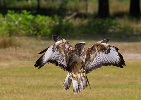 Harrier