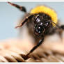 Bumblebee_1