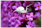 Crab Spider by TTH1406