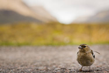 scottish birds