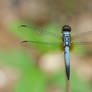 odonata. johor, malaysia