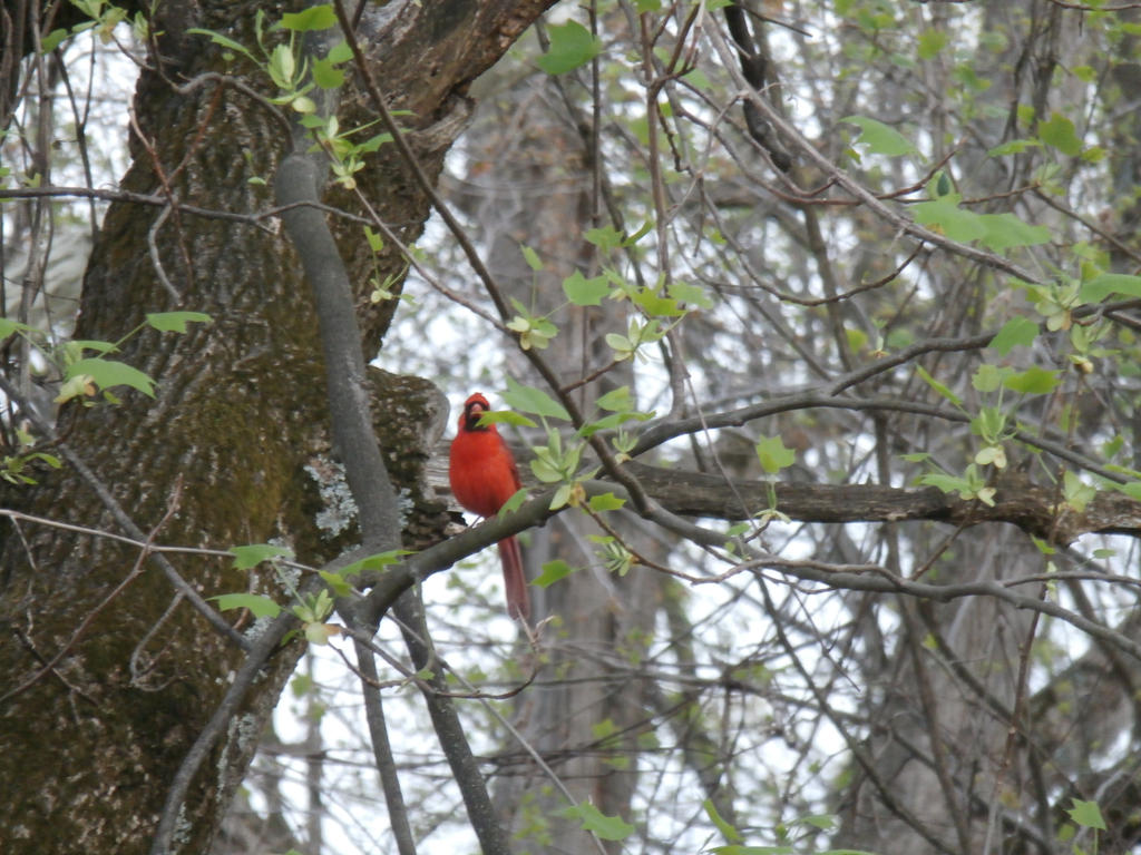 Crimson Beauty