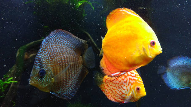 Vibrant Aquarium Fish