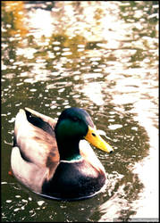 Mallard