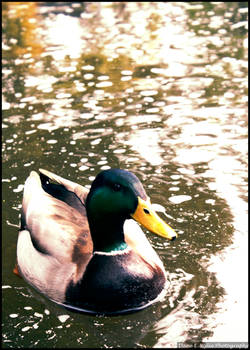 Mallard