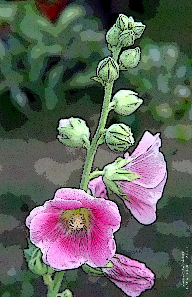 Czech Garden Flower