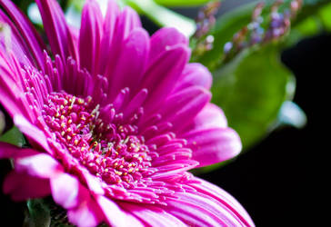 Gerbera 1