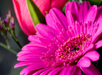 Gerbera 2