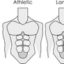 Male Body Types