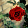 Blood Red Rose