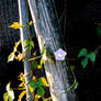 Adventures of a Morning Glory