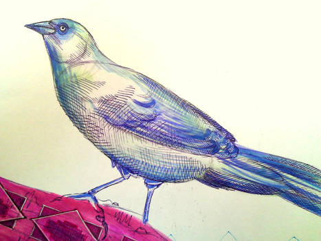 grackle