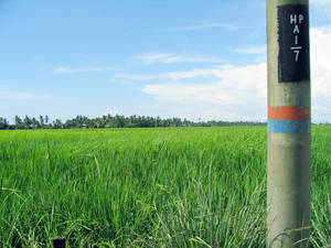 sawah padi