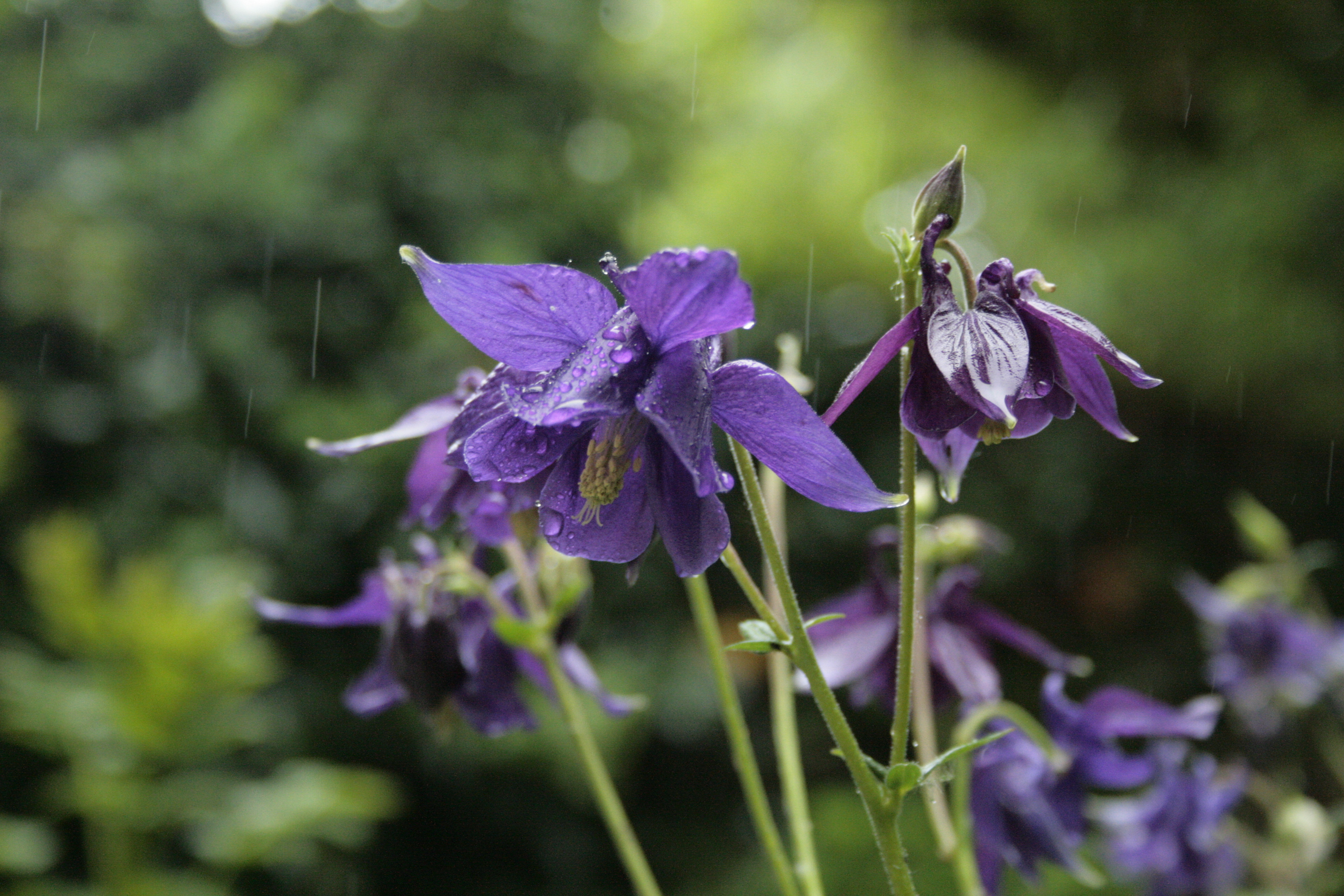 Columbine in the rain