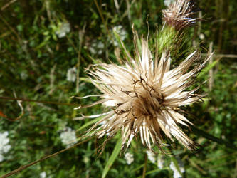 Distel