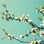 Plum Blossom 2