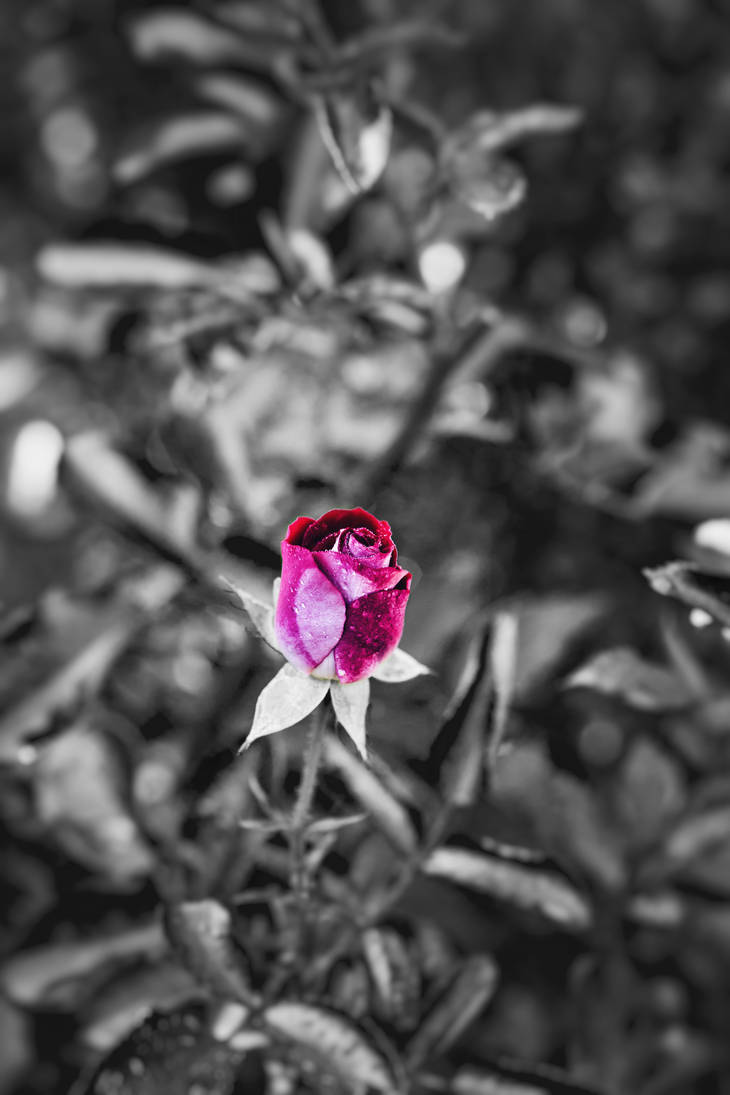 Rose (Half Color) by NoctiferDesigns on DeviantArt