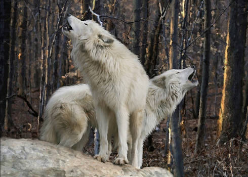 Real wolves howling pic off internet