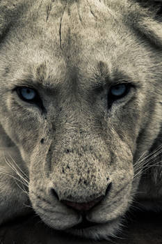 White Lion Portrait