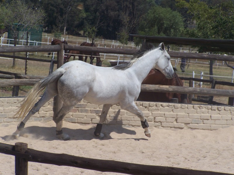 Grey Thoroughbred - 1