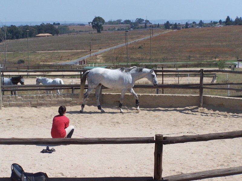 Grey Thoroughbred - 3