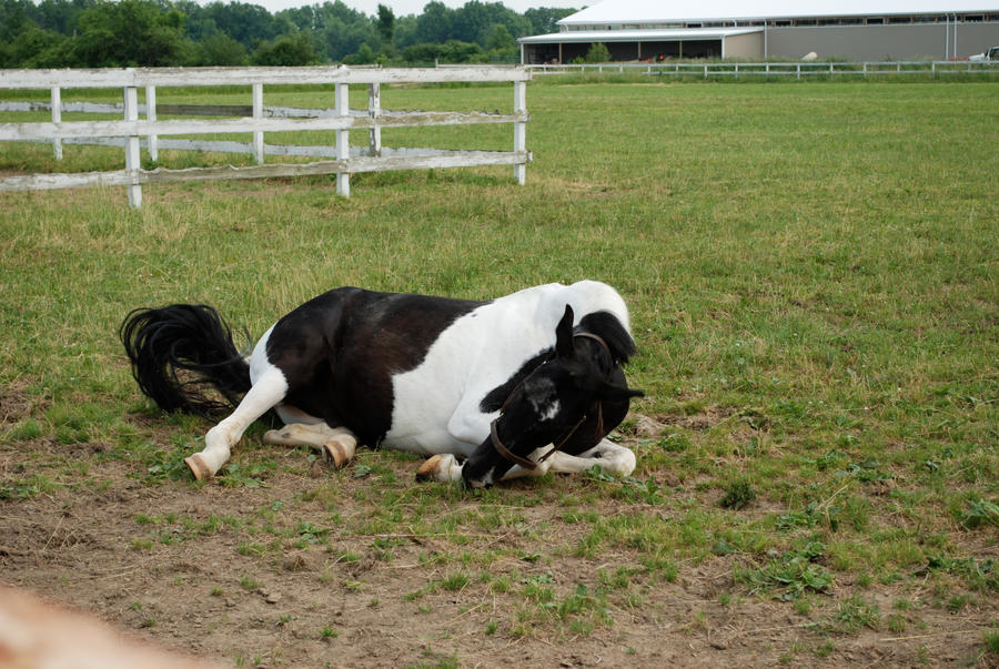 Black Tobiano 9