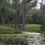 Florida Pond 02