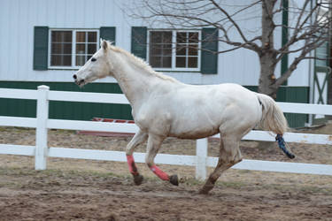 Gray Trakehner - 05