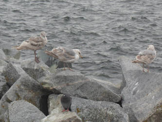 Birds on ocean rocks