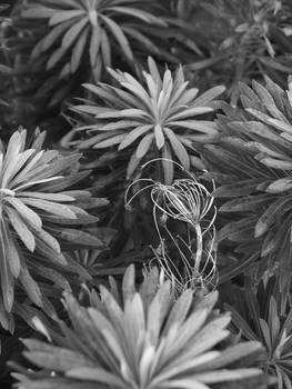 Pb131448 Euphorbia