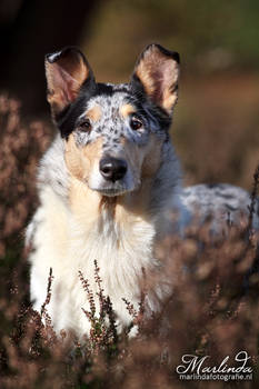 Smooth Collie